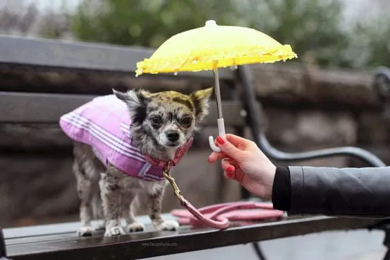 Dog Coat - Raincoat, Waxed Blue & Lavender Plaid